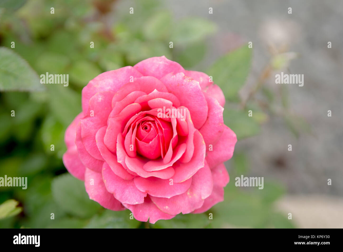 Pink rose growing outside with green garden background Stock Photo