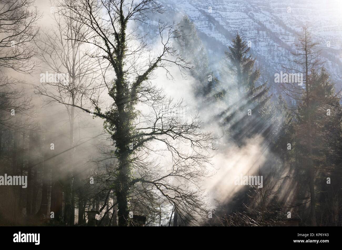 Sun Rays Breaking through Trees in the Salzkammergut Cultural Heritage Region, Austria Stock Photo