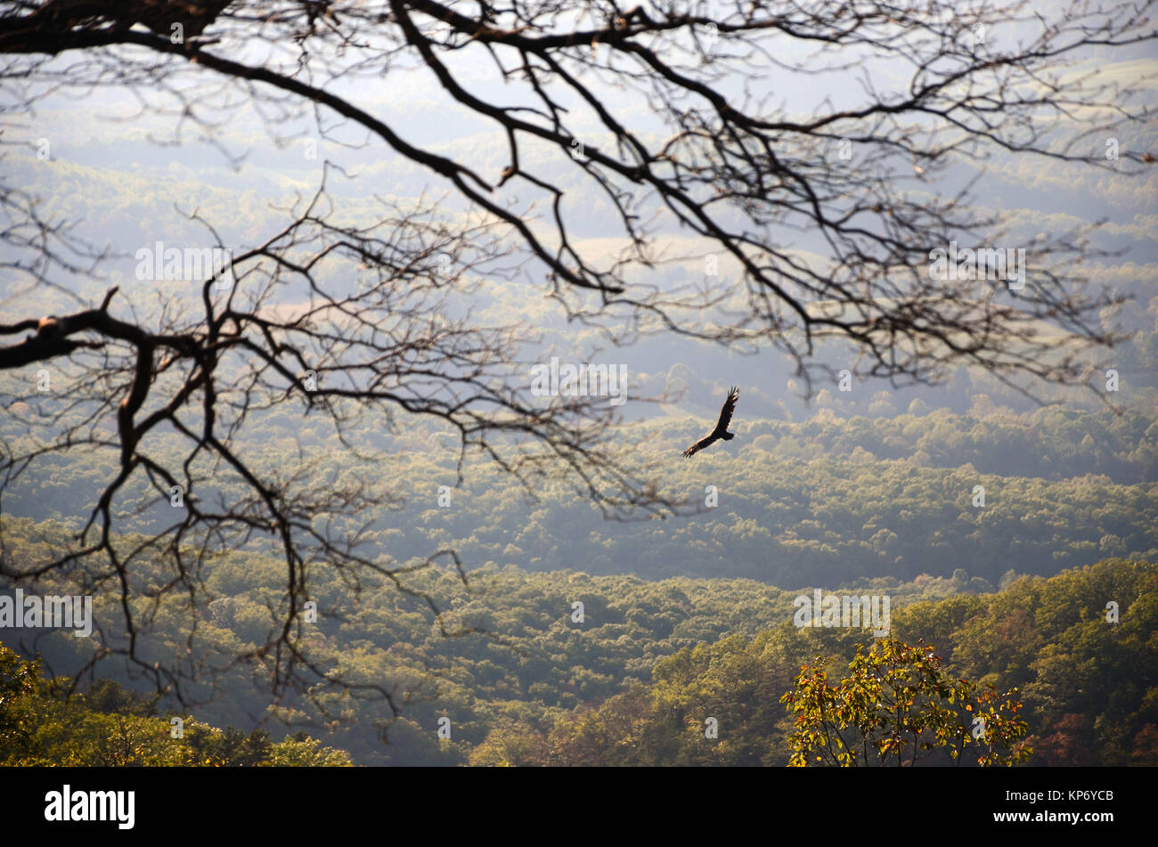Turkey buzzard soaring on thermals on the Blue Ridge Mountains