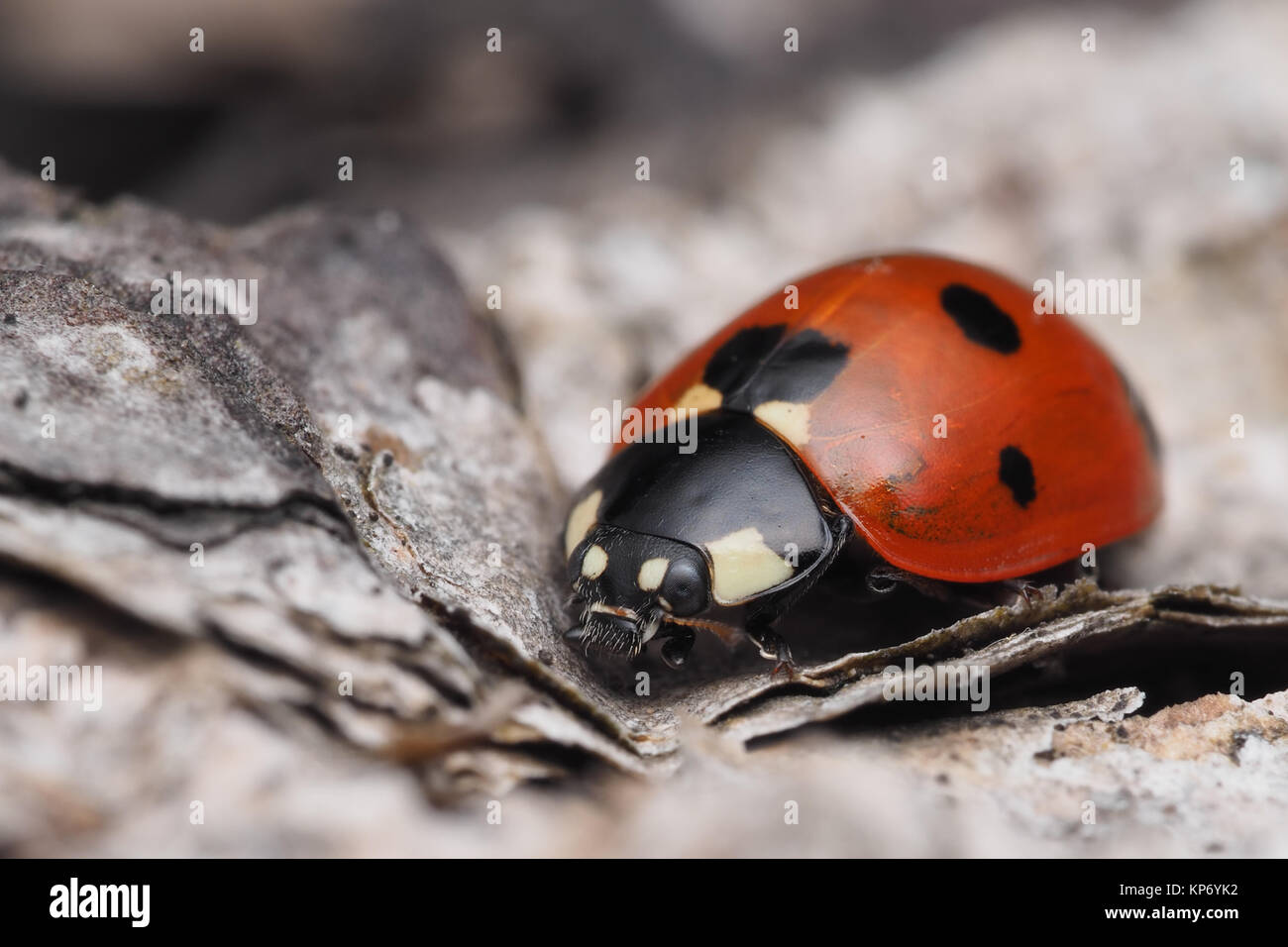 7 spot Ladybird (Coccinella septempunctata) low down on dried leaves in woodland. Dundrum, Tipperary, Ireland. Stock Photo