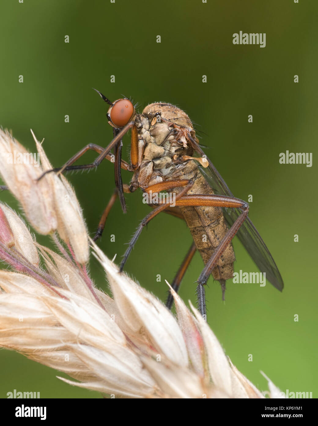 Daggerfly (Empis sp.) on grass. Cappamurra Bog, Tipperary, Ireland. Stock Photo
