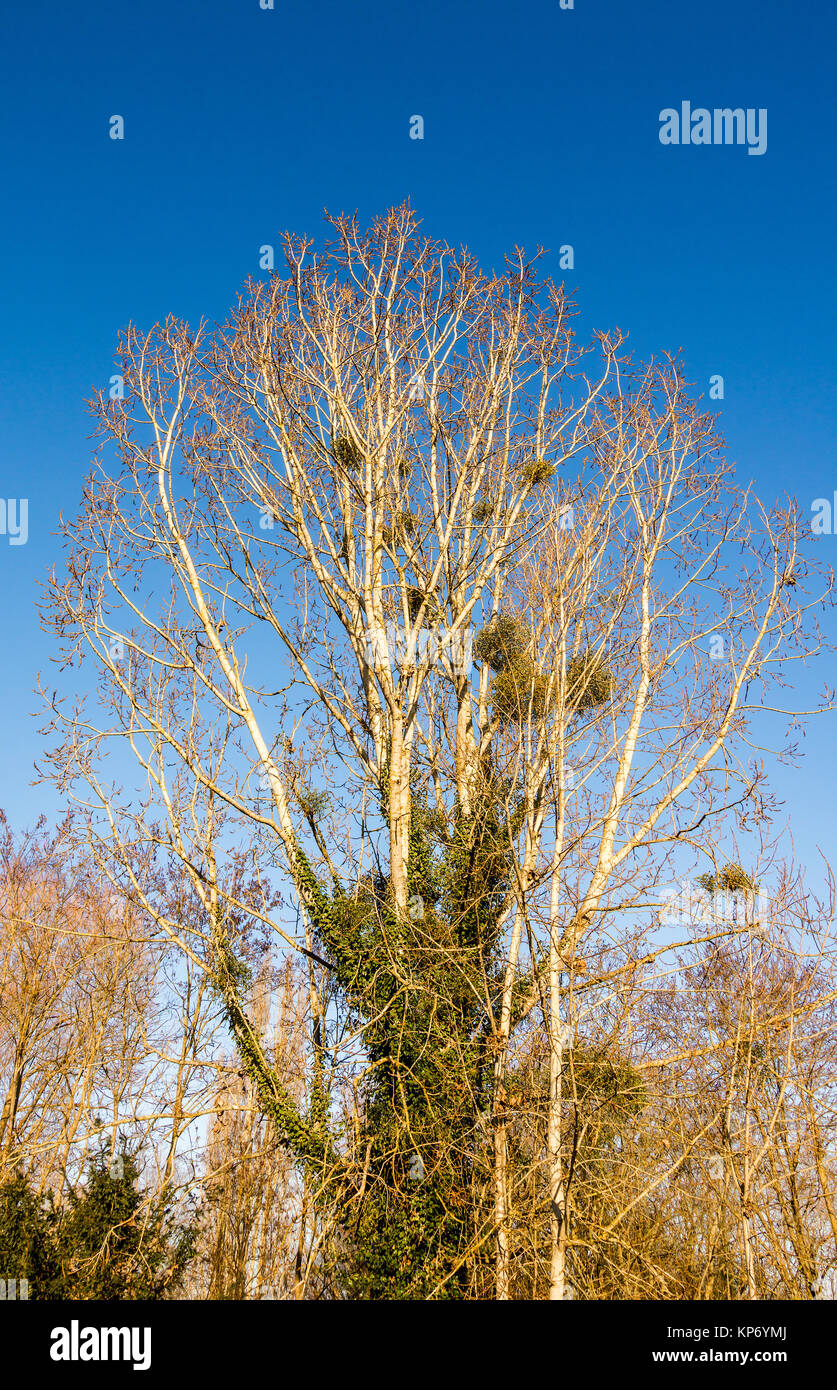 Black Italian Poplar tree in Autumn - France. Stock Photo