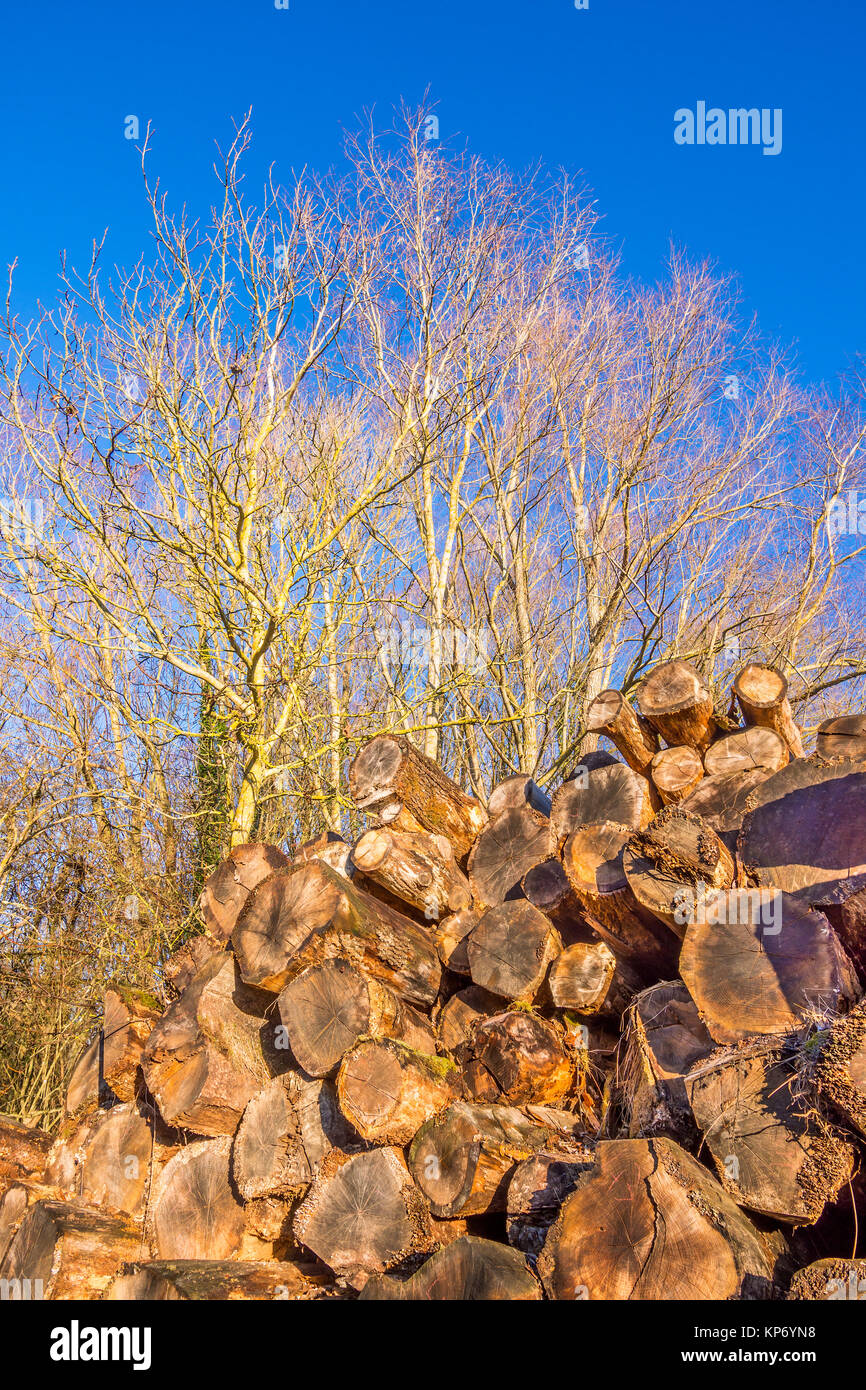 Stack of tree trunks for sawmill - France. Stock Photo