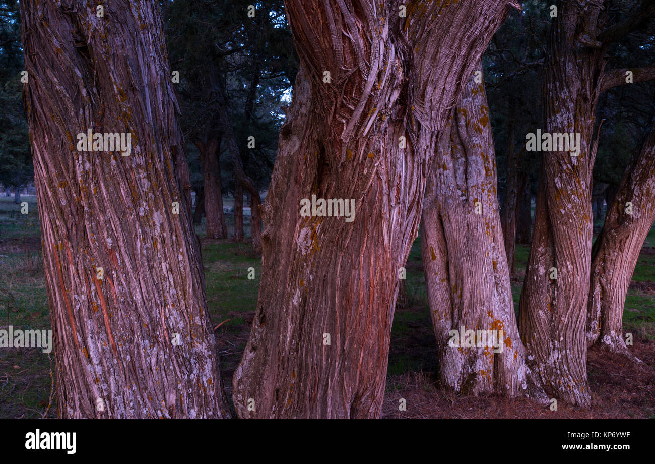 SABINA - SPANISH JUNIPER (Juniperus thurifera), Sabinar de Calatañazor, Soria province, Castilla y Leon, Spain, Europe Stock Photo
