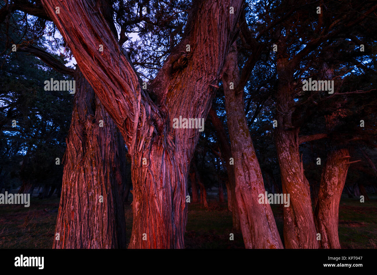 SABINA - SPANISH JUNIPER (Juniperus thurifera), Sabinar de Calatañazor, Soria province, Castilla y Leon, Spain, Europe Stock Photo
