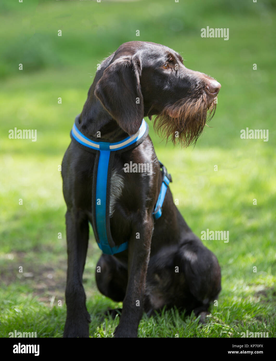 german wirehaired pointer liver