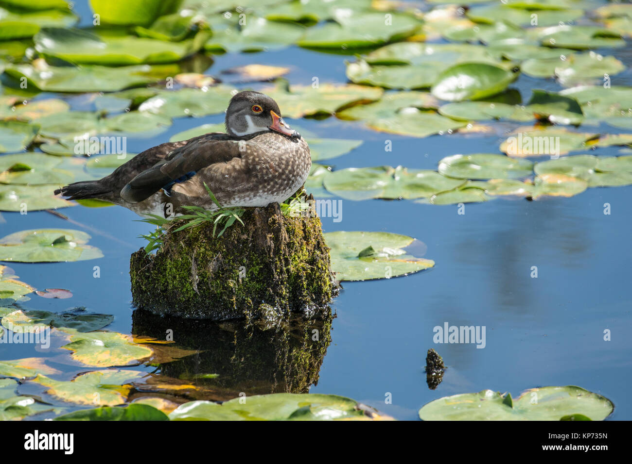 Female Wood Duck perched on a tree stump among the water lilies at