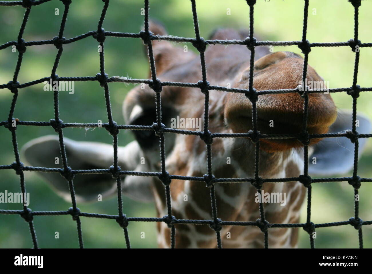 Giraffe peeking through a zoo fence Stock Photo - Alamy