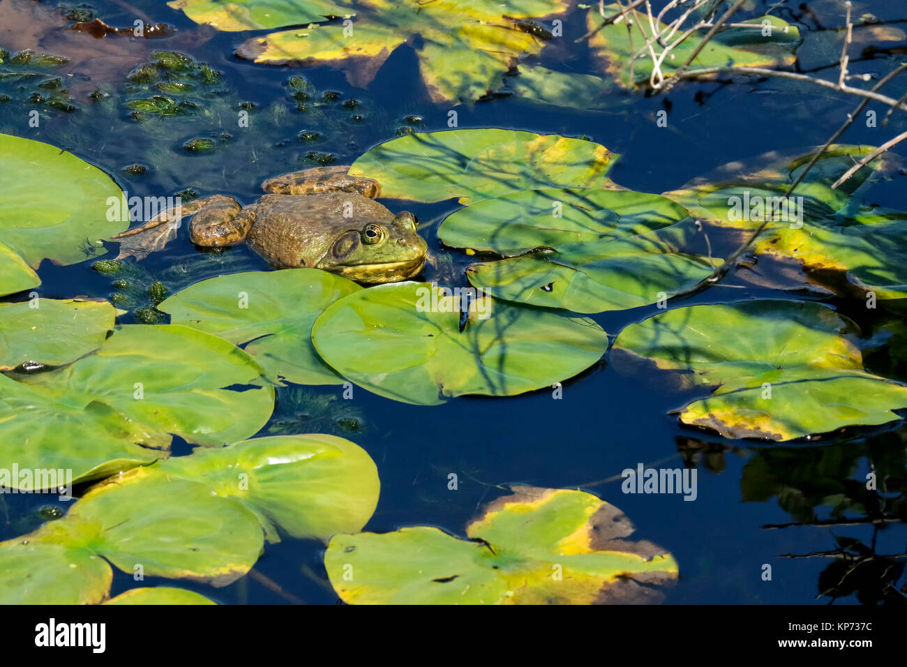 Bullfrog floating on a pond at Juanita Bay Park, Kirkland, Washington, USA Stock Photo