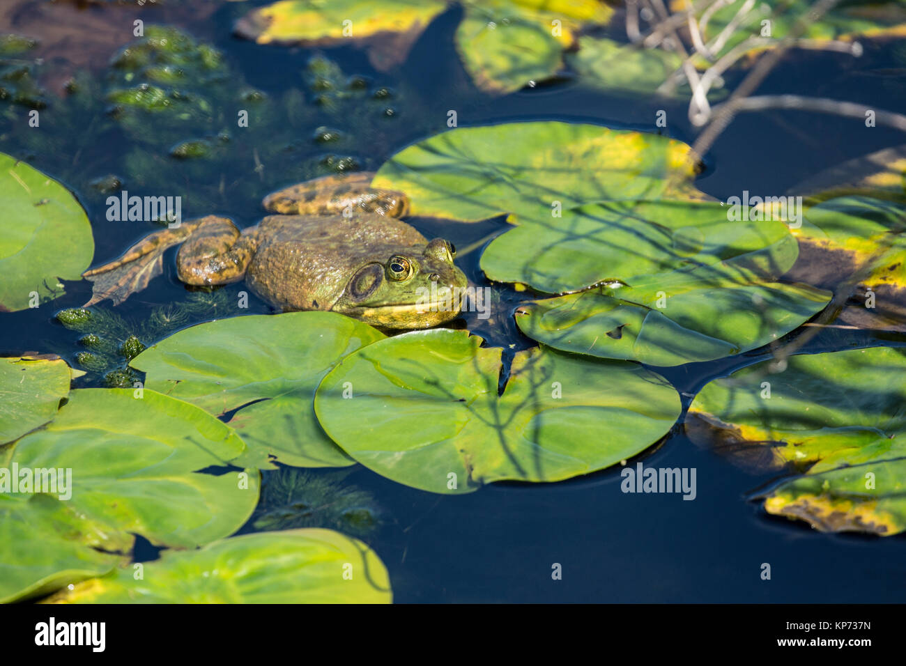 Bullfrog floating in a pond at Juanita Bay Park, Kirkland, Washington, USA Stock Photo