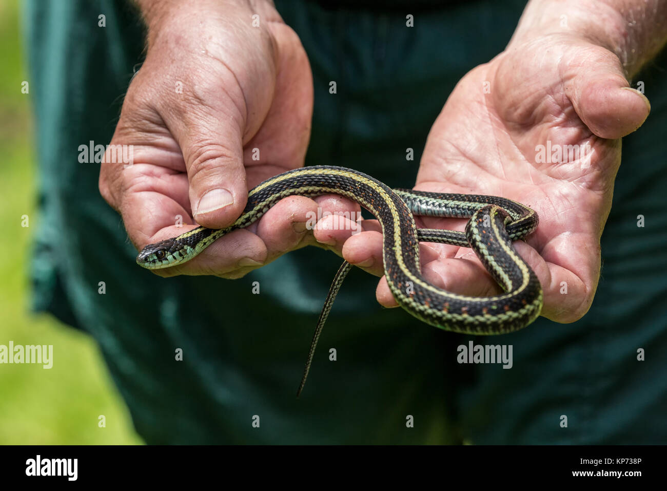 Gardener snake hi-res stock photography and images - Alamy