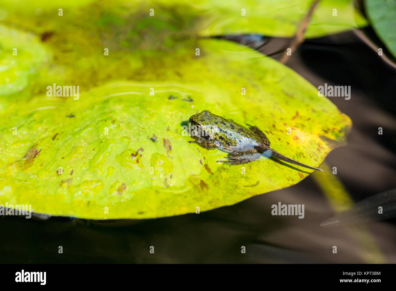 Pacific Tree Frog or Pacific Chorus Frog (Pseudacris regilla) in the tadpole with four legs stage, resting on a water lily pad in a pond in Issaquah,  Stock Photo