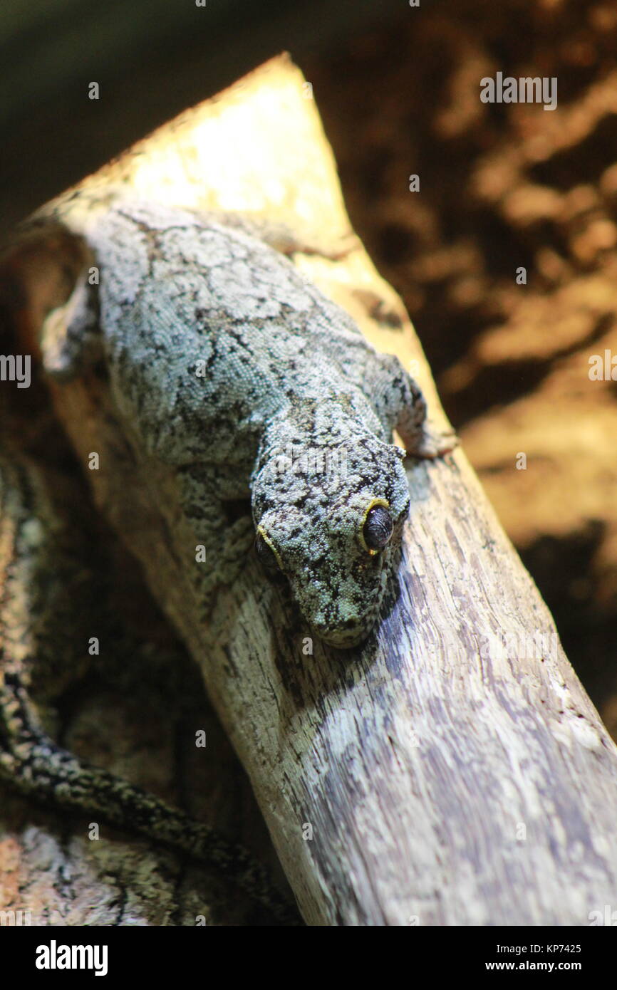 Lizard sitting on a log in is enclosure. Stock Photo