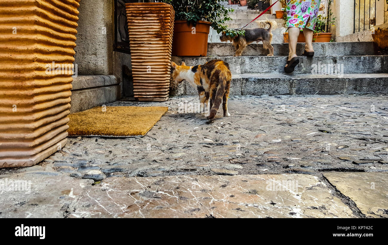 An older Sicilian woman with her small dog on a leash passes by a stray calico cat on the steps of an alley in Taormina, Sicily, Italy Stock Photo