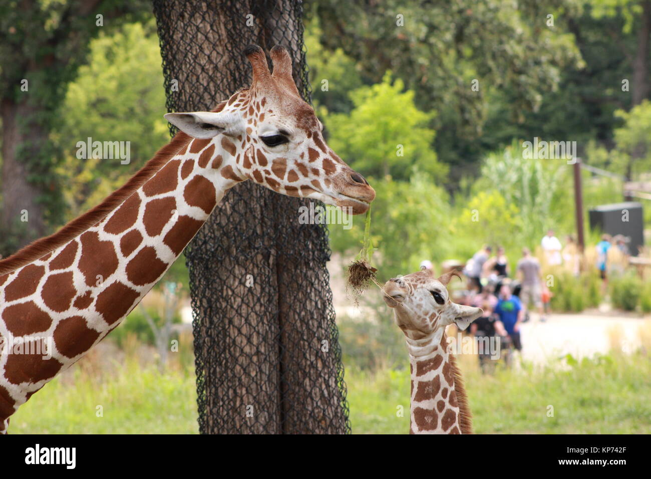 Mom and Baby Giraffe sharing a bite to eat. Stock Photo