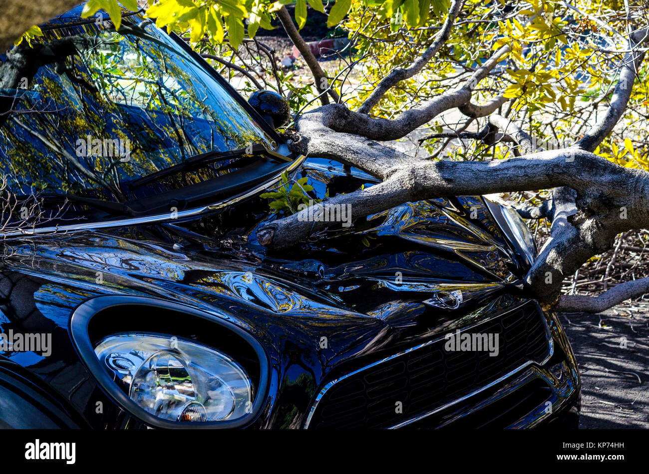Alameda county firefighters respond to a downed tree caused by high winds.  They cut up and removed the tree to unblock the street. Stock Photo