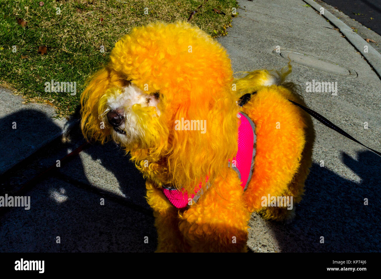 Dyed poodle best sale