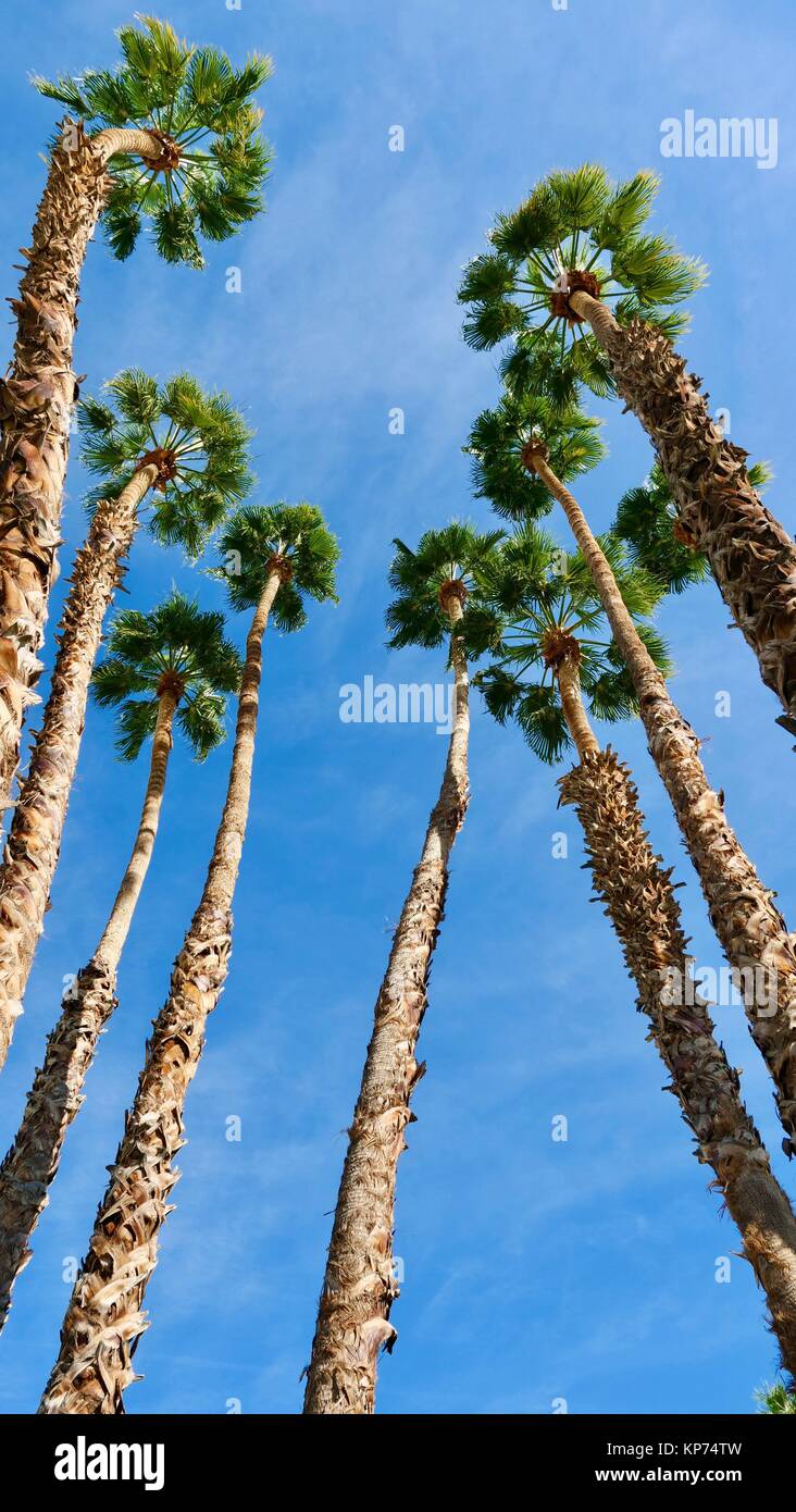 Palm trees in sky Stock Photo