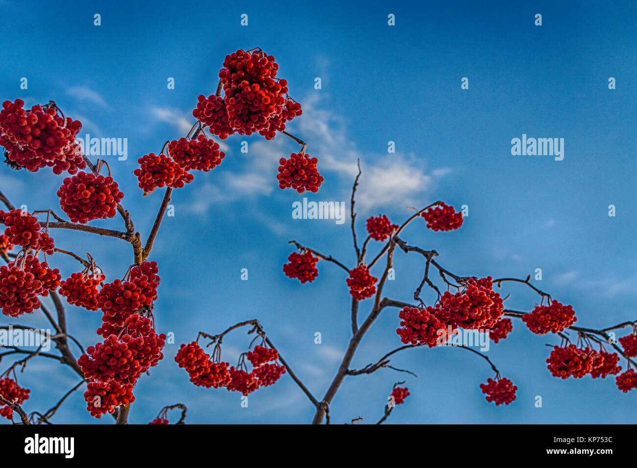 Rowan berries blue sky snow hi-res stock photography and images - Alamy