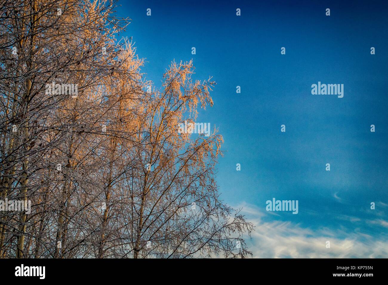trees covered with snow on sky background Stock Photo - Alamy