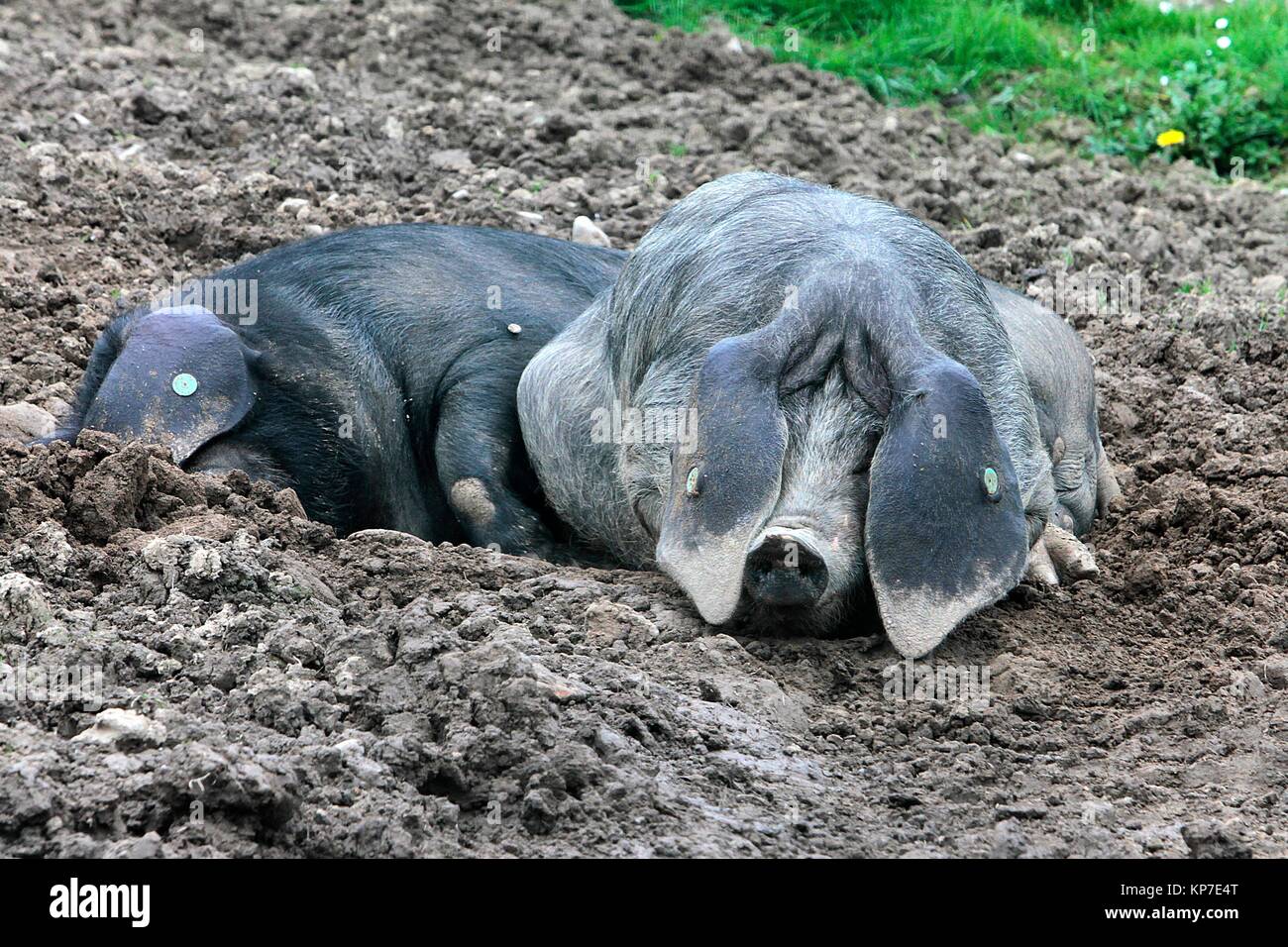 Pig Astur Celta Asturias, Spain Stock Photo