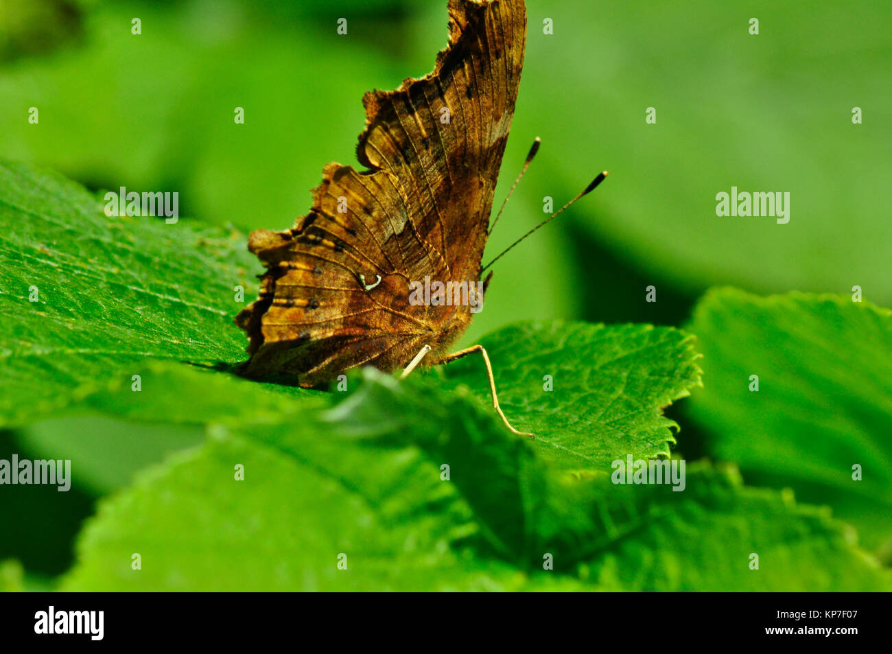 Comma Butterfly,'Polygonia c-album', butterfly, widespread,Wiltshire, England, UK Stock Photo