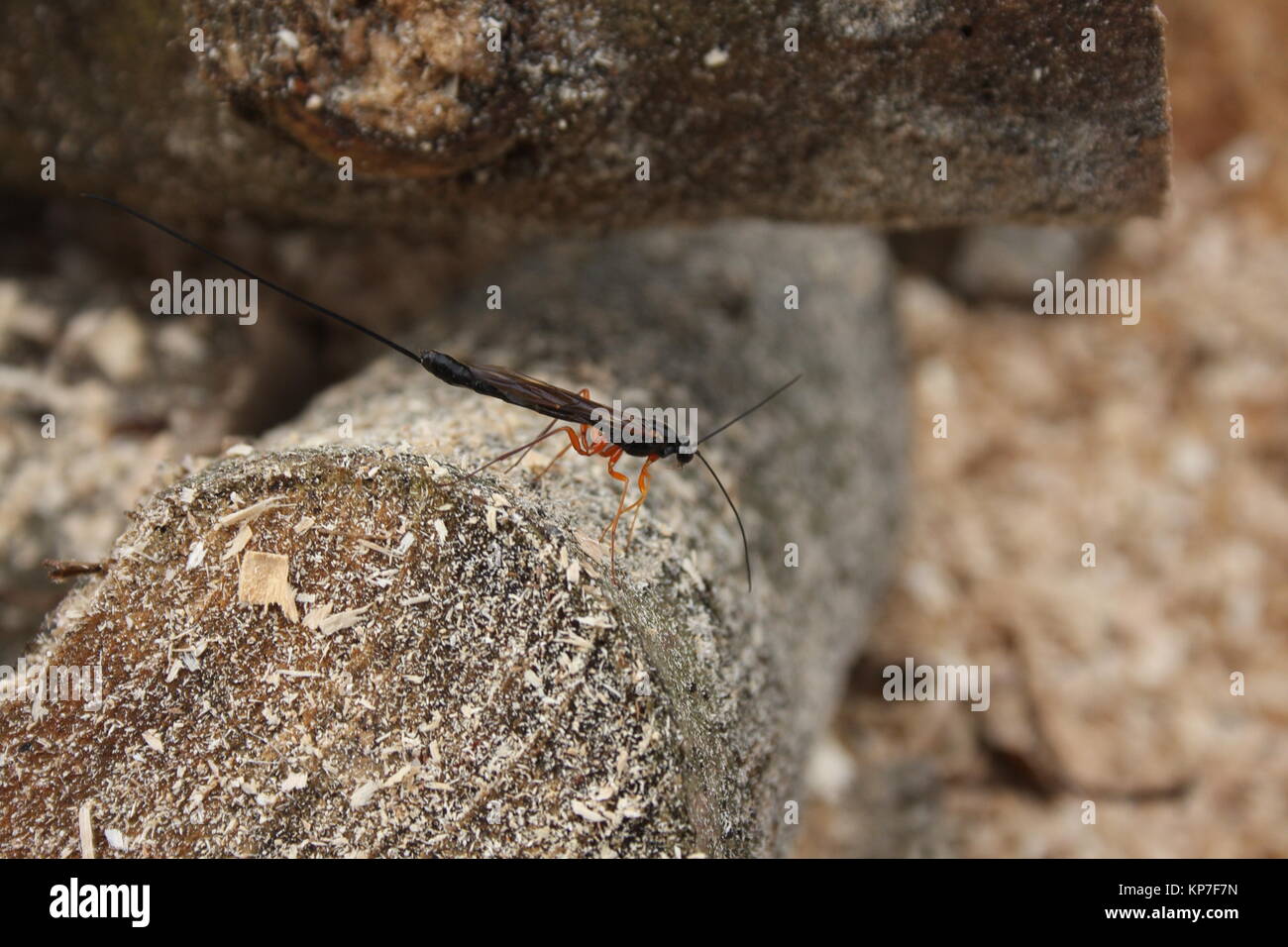 Ephialtes manifestator on log, an insect with a very long tail, and is parasitic to other insects, using its tail to lay eggs onto the grubs Stock Photo