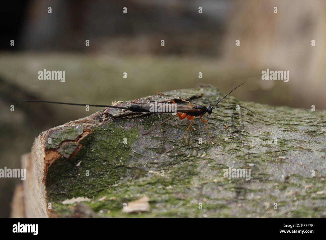 Ephialtes manifestator on log, an insect with a very long tail, and is parasitic to other insects, using its tail to lay eggs onto the grubs Stock Photo