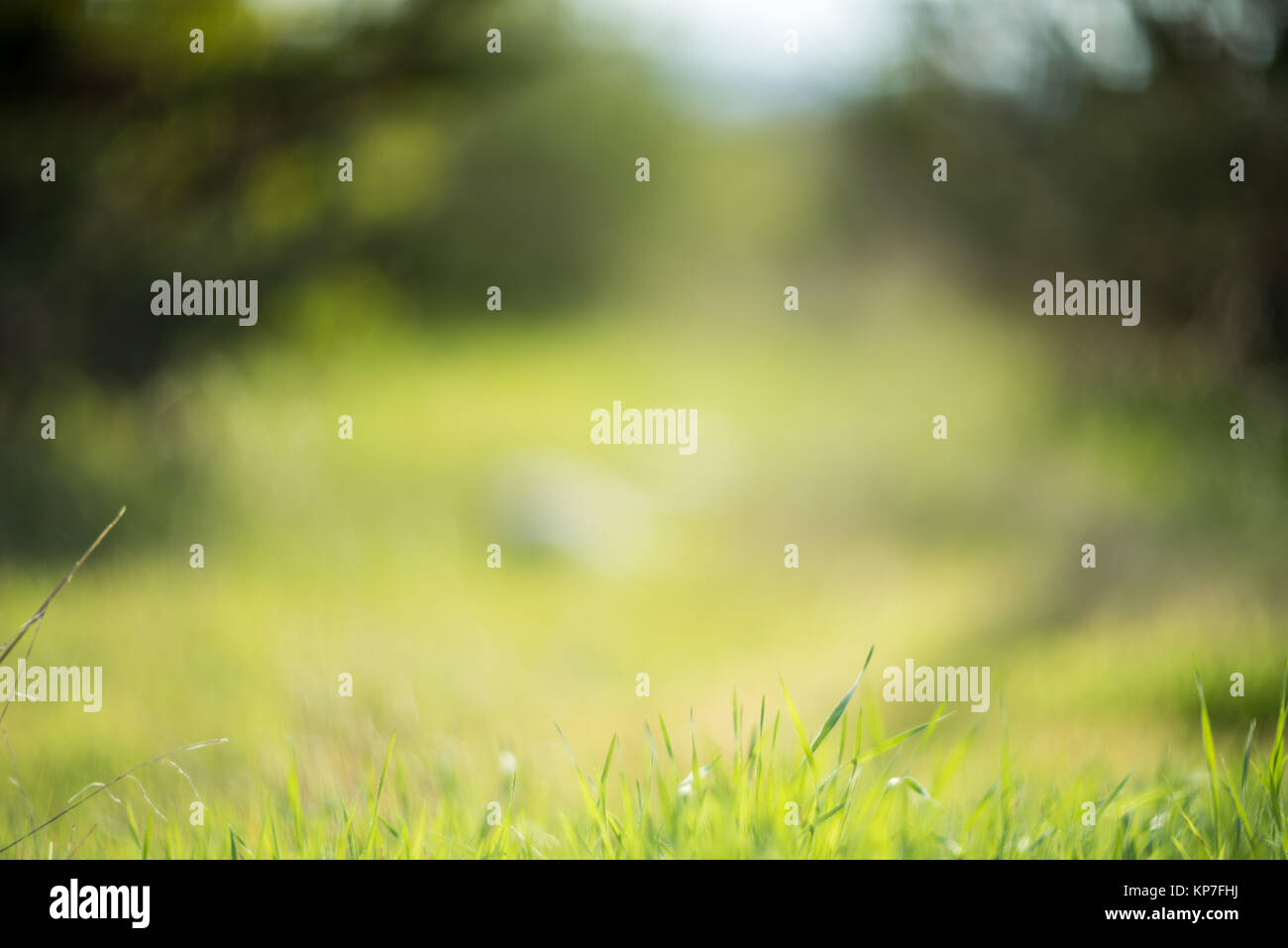 Fresh green grass background Stock Photo - Alamy