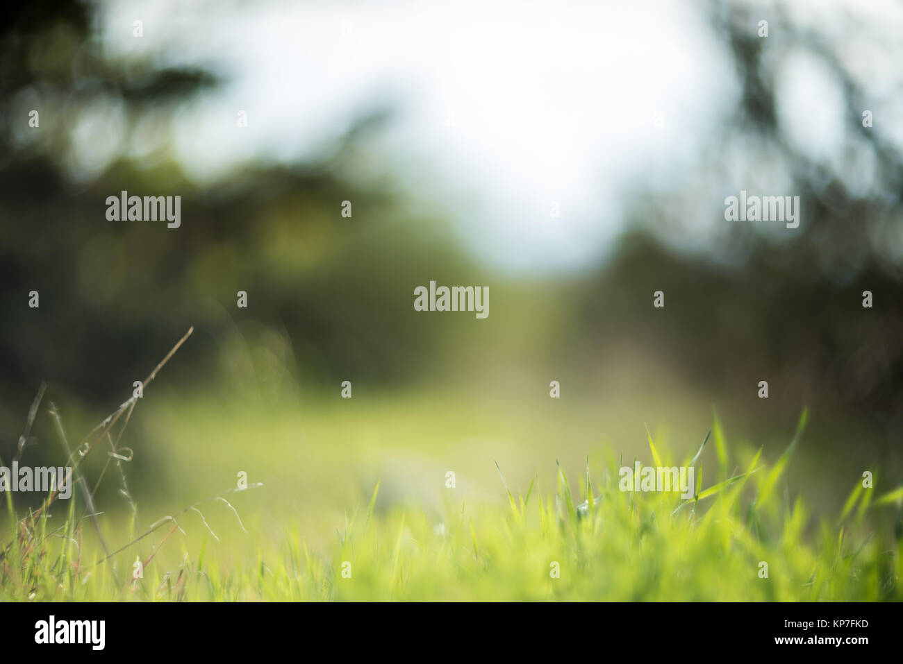 Fresh green grass background Stock Photo - Alamy