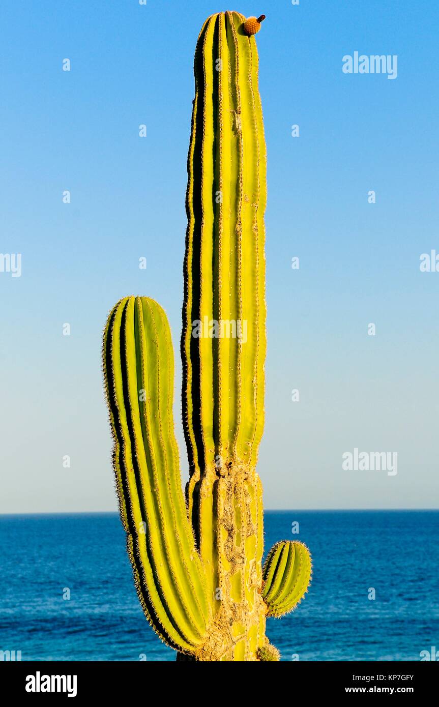 Cactus. Cabo del Sol, The Corridor, Cabo San Lucas, Baja California,  Mexico, North America Stock Photo - Alamy