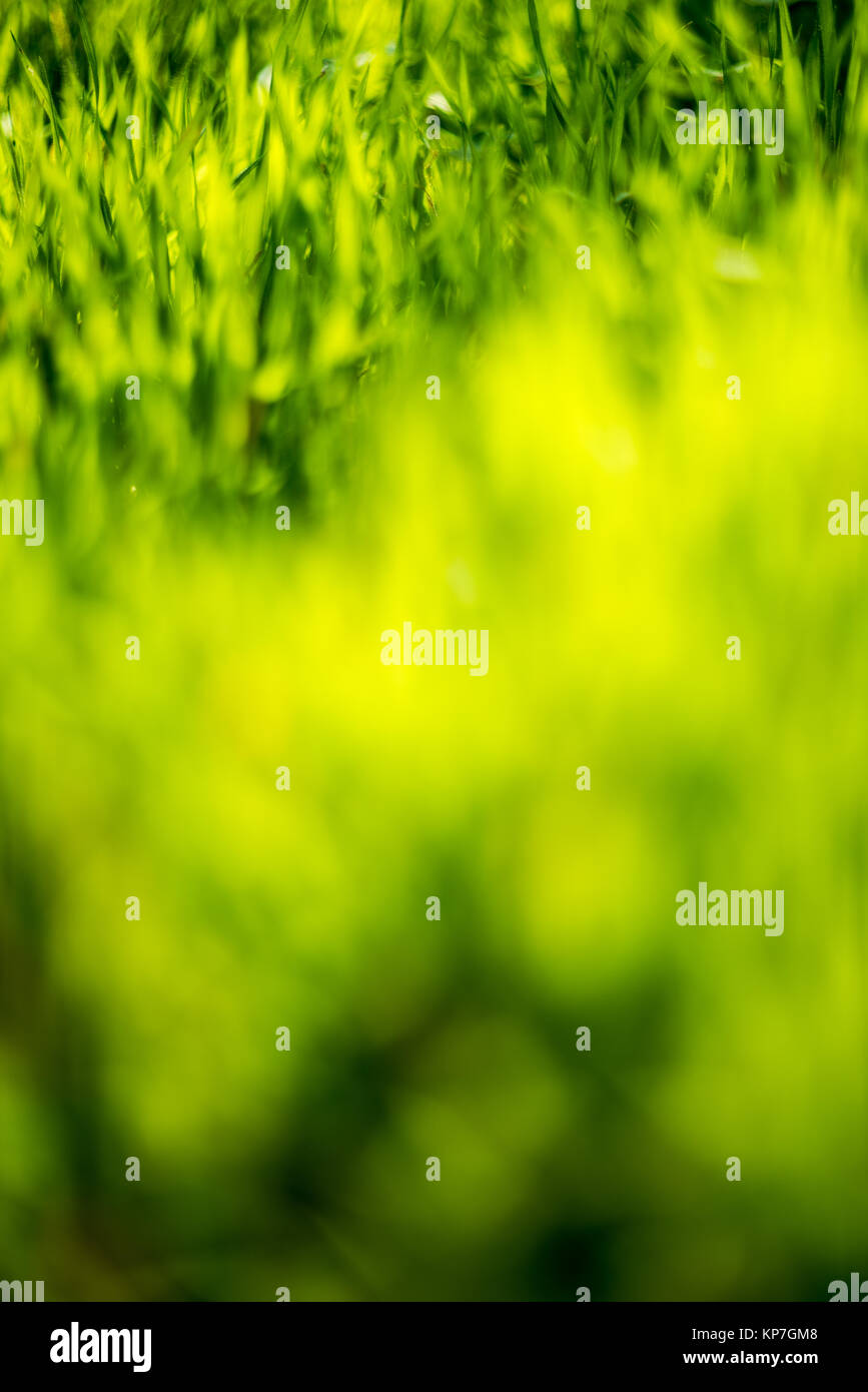 Fresh green grass background Stock Photo - Alamy