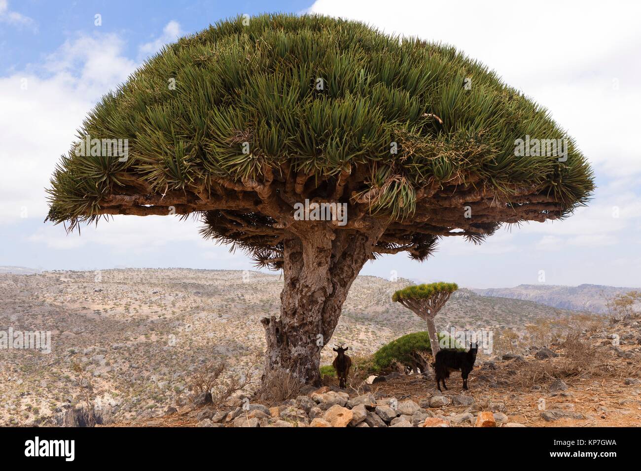 Goats Under A Dragon S Blood Tree Dracaena Cinnabari Endemic To Island Diksam Plateau Central Socotra Island Listed As World Heritage By Stock Photo Alamy