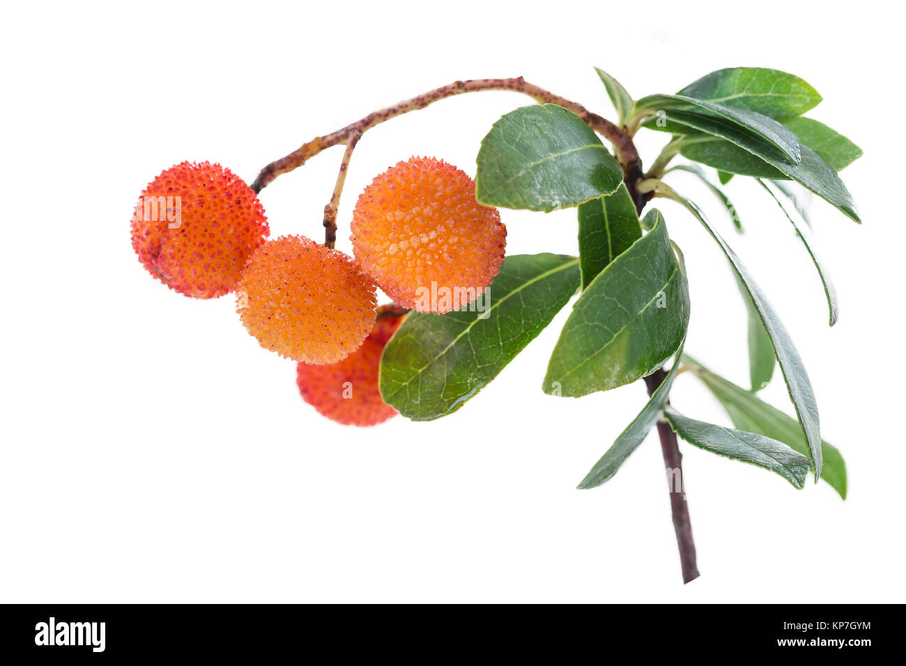 Arbutus branch and very ripe orange fruit on a white background Stock Photo