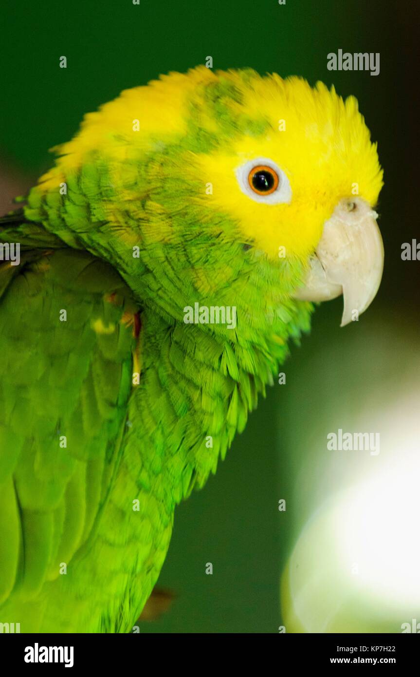 Double Yellow Headed Amazon Parrot Sitting On Wooden Perch In Aviary With Head Turned To The Side Beautiful Plumage Rare Bird Stock Photo Alamy Double Yellow Headed Amazon Parrot Sitting On Wooden Perch In Aviary With Head Turned To The Side Beautiful Plumage Rare Bird Stock Photo Alamy