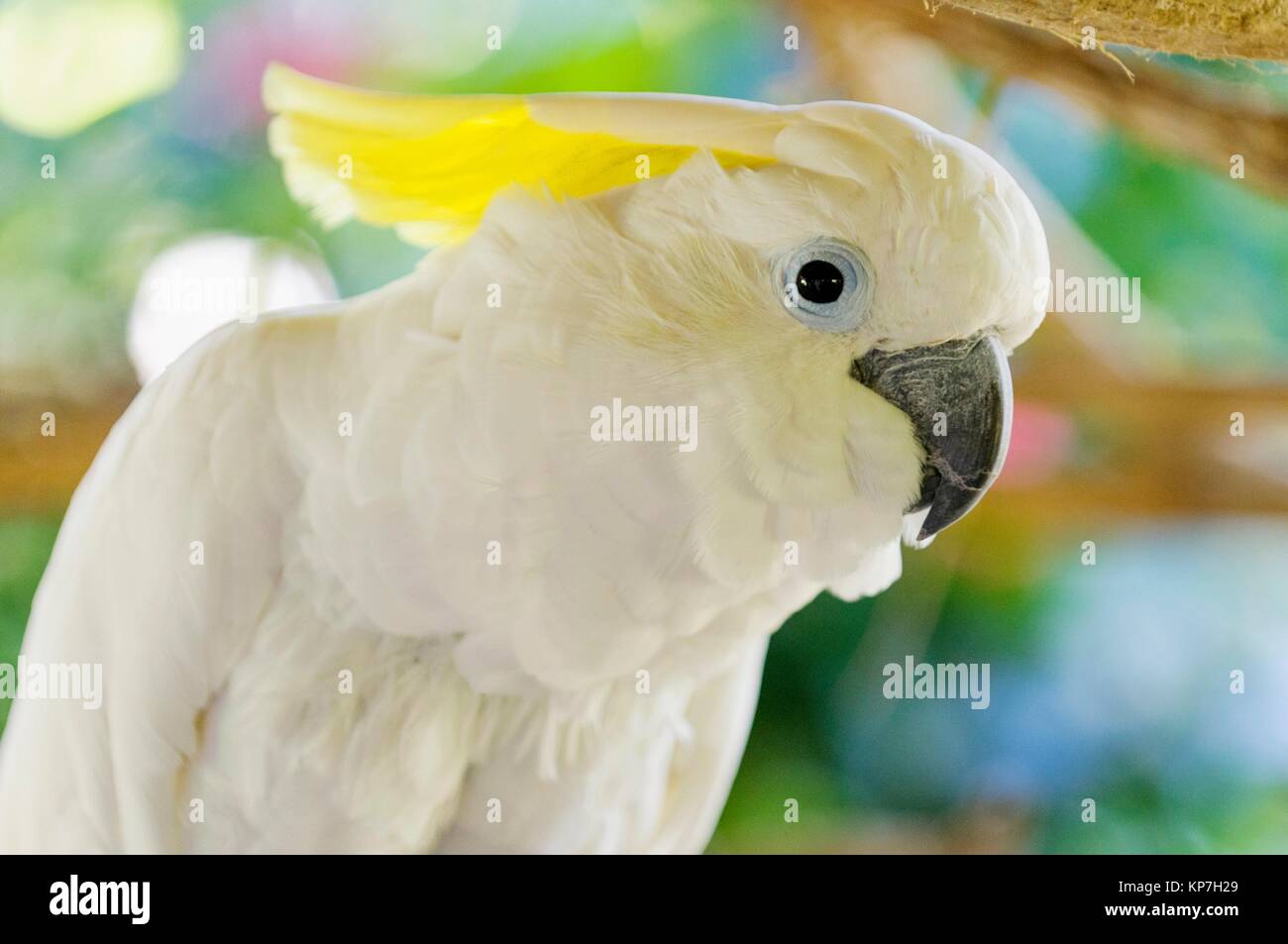 Cacatua High Resolution Stock Photography And Images Alamy