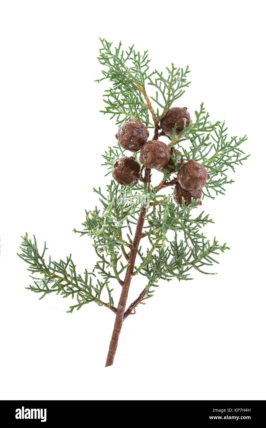 Twig branch of cypress with cones isolated on white Stock Photo