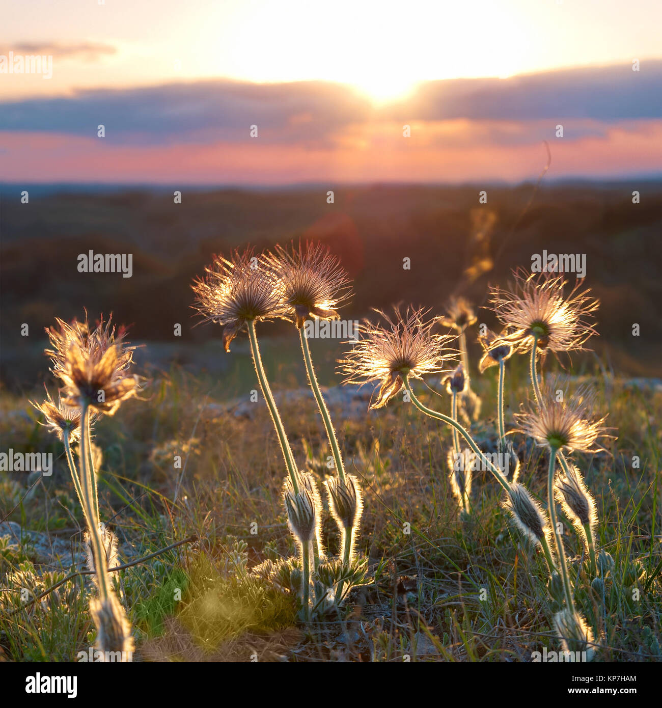 Sunset with deflorated flowers Stock Photo - Alamy