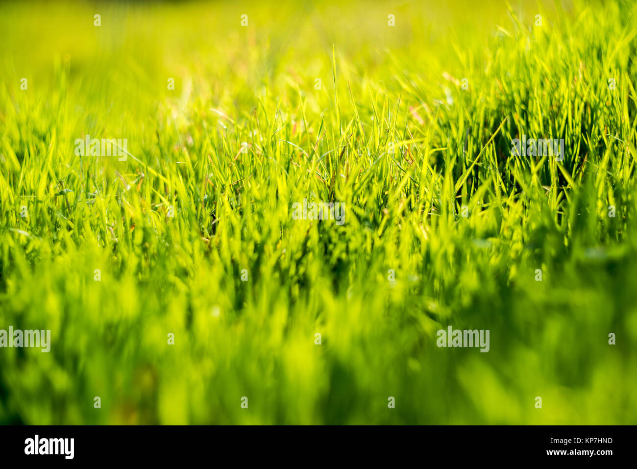 Fresh green grass background Stock Photo - Alamy