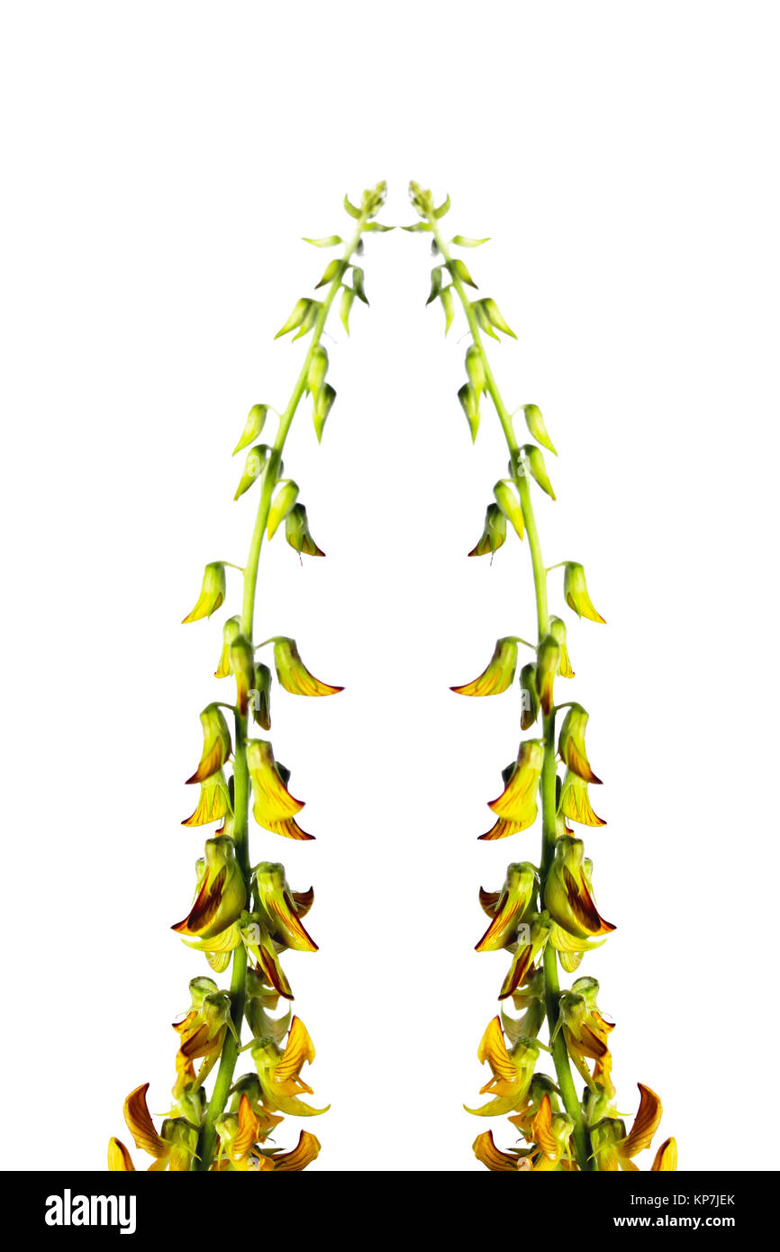 Blossoming flower isolated on white background Stock Photo - Alamy