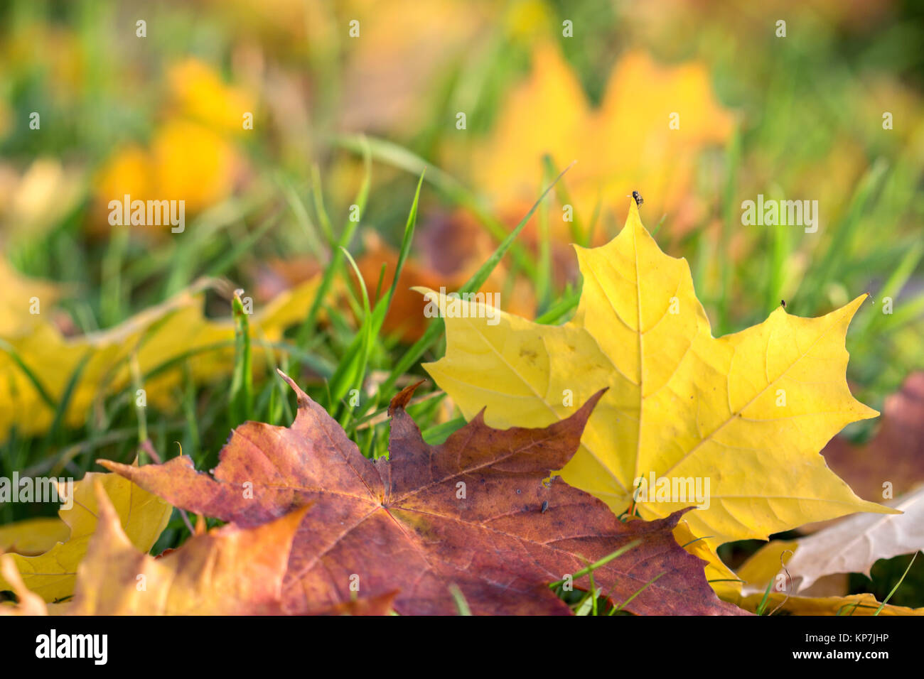 colored maple leaves in green grass Stock Photo - Alamy