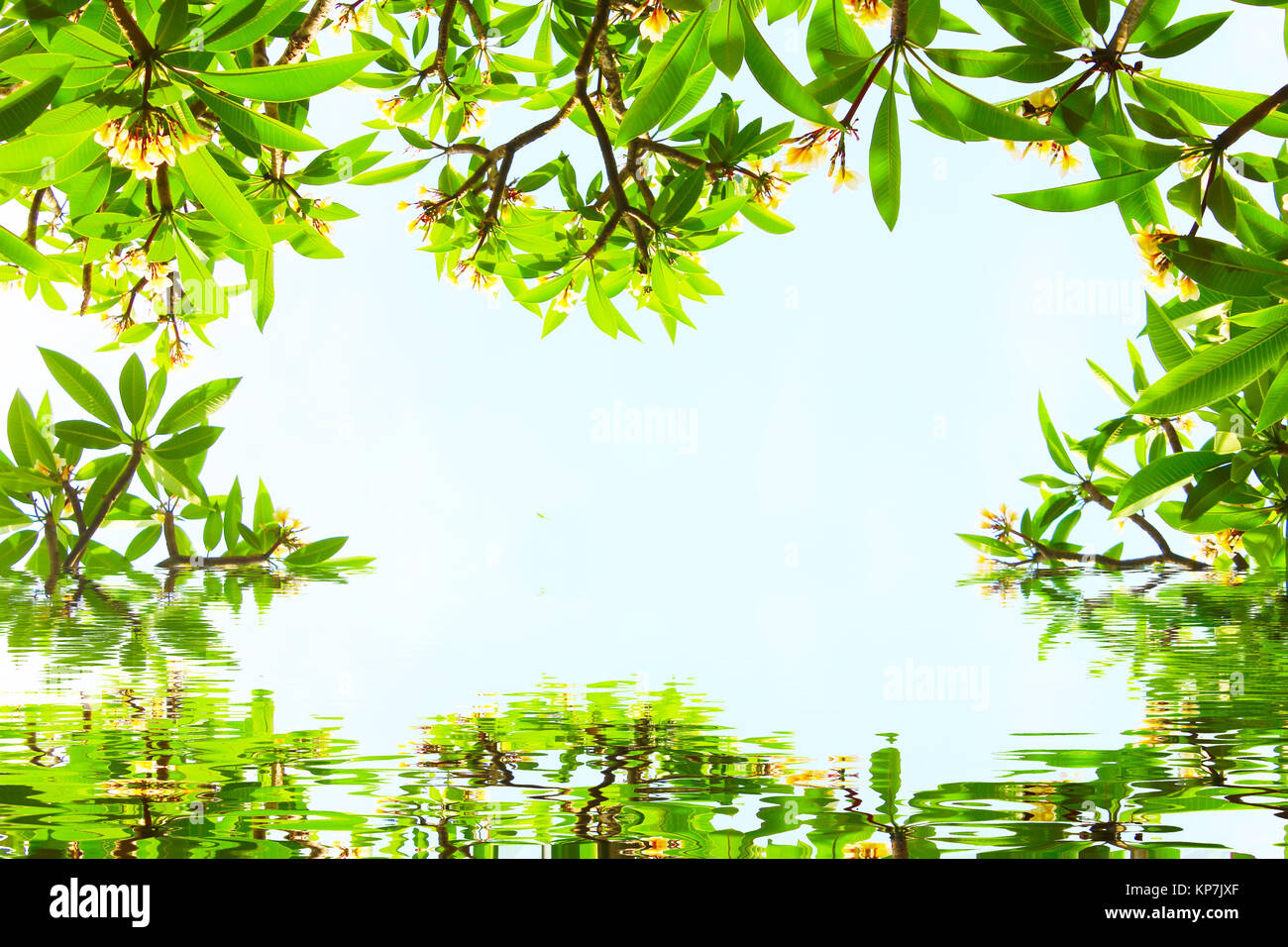 flowers and leaves on a blue background Stock Photo - Alamy