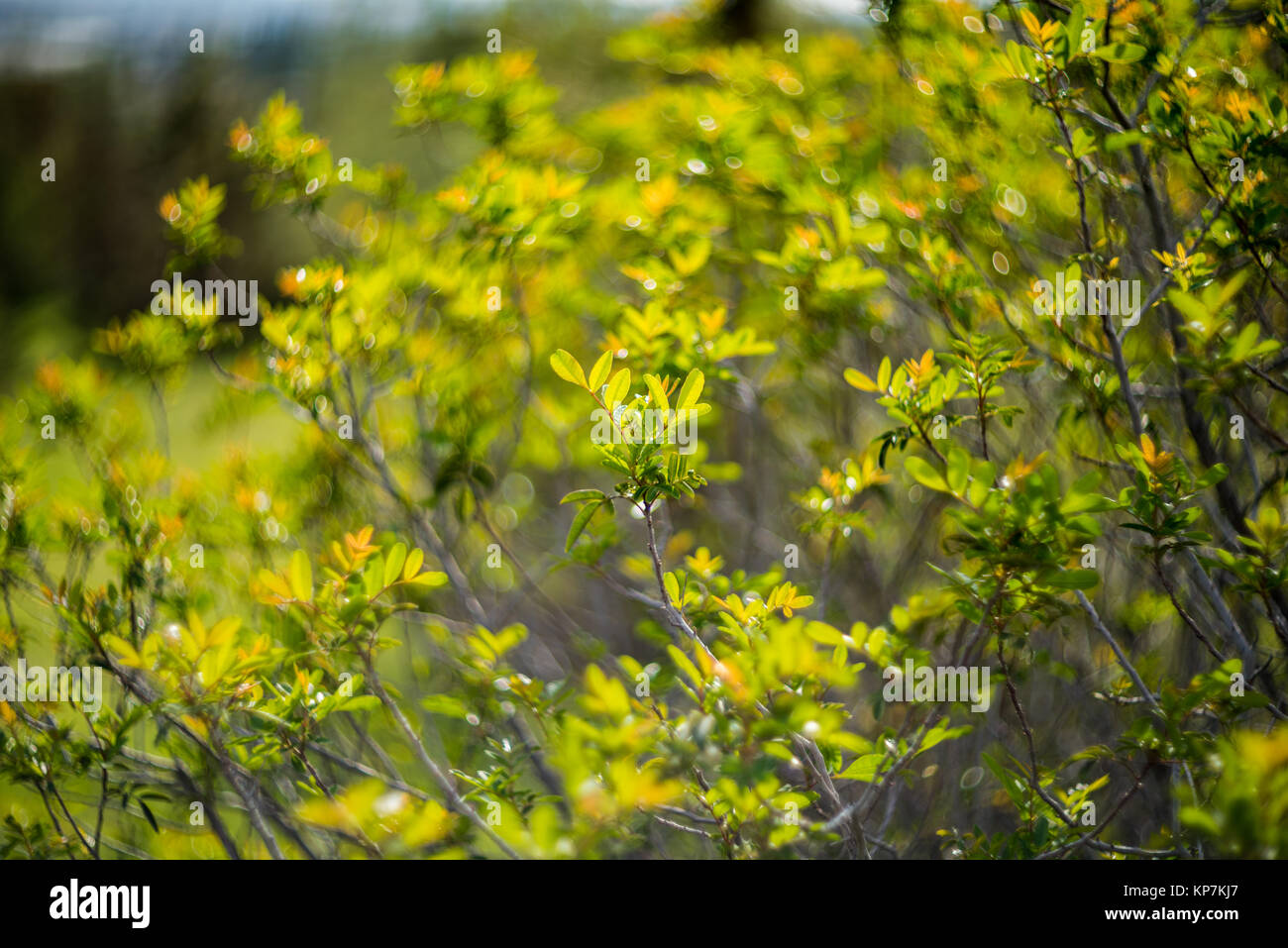 Green forest tree branches in sunlight Stock Photo - Alamy
