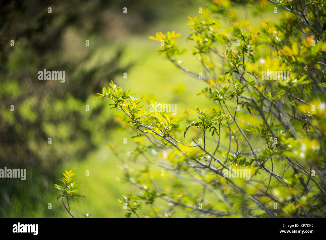 Green forest tree branches in sunlight Stock Photo - Alamy