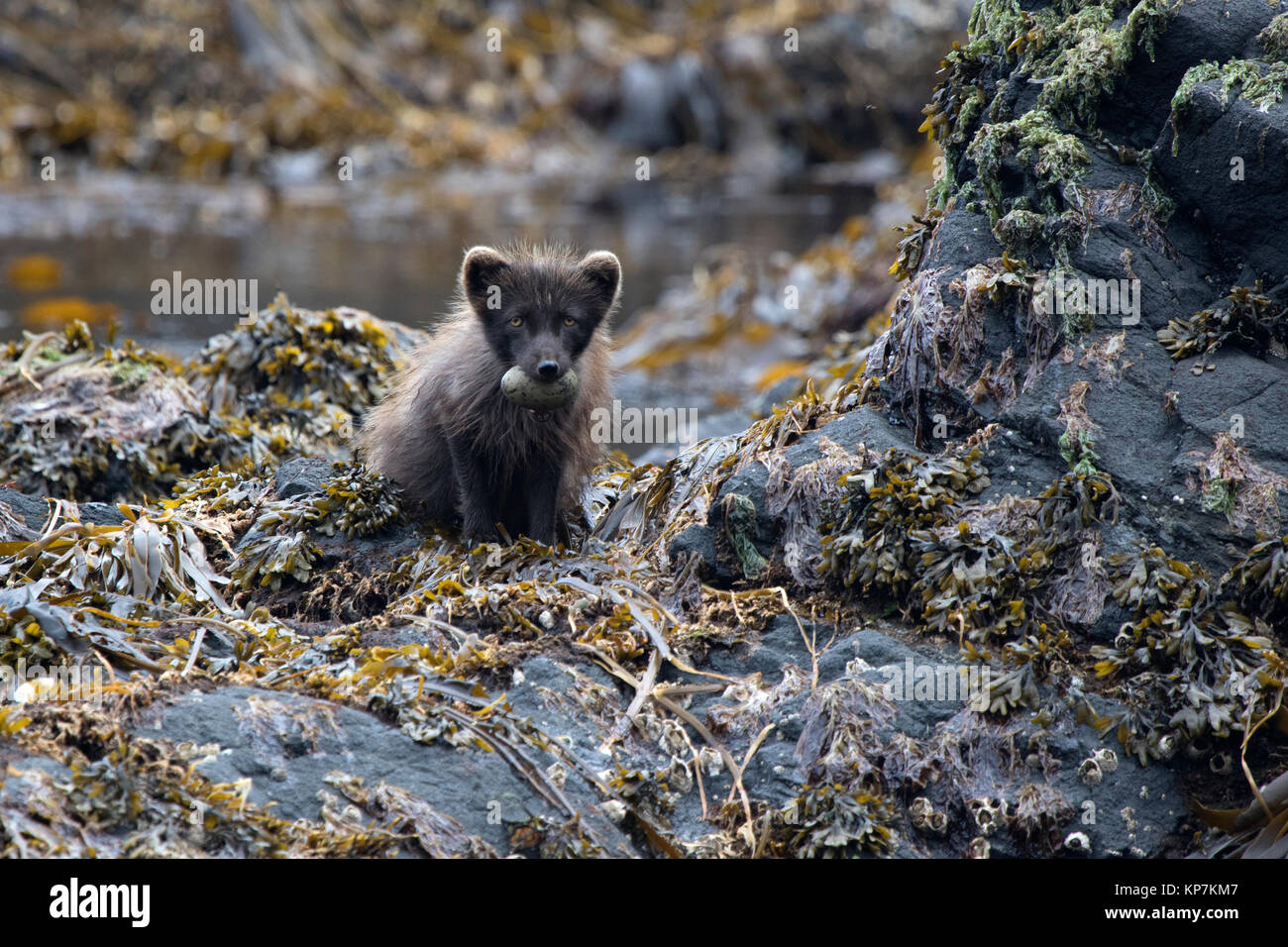 Commanders blue arctic fox sitting on a rocky island with glaucous-winged gull eggs in the teeth Stock Photo