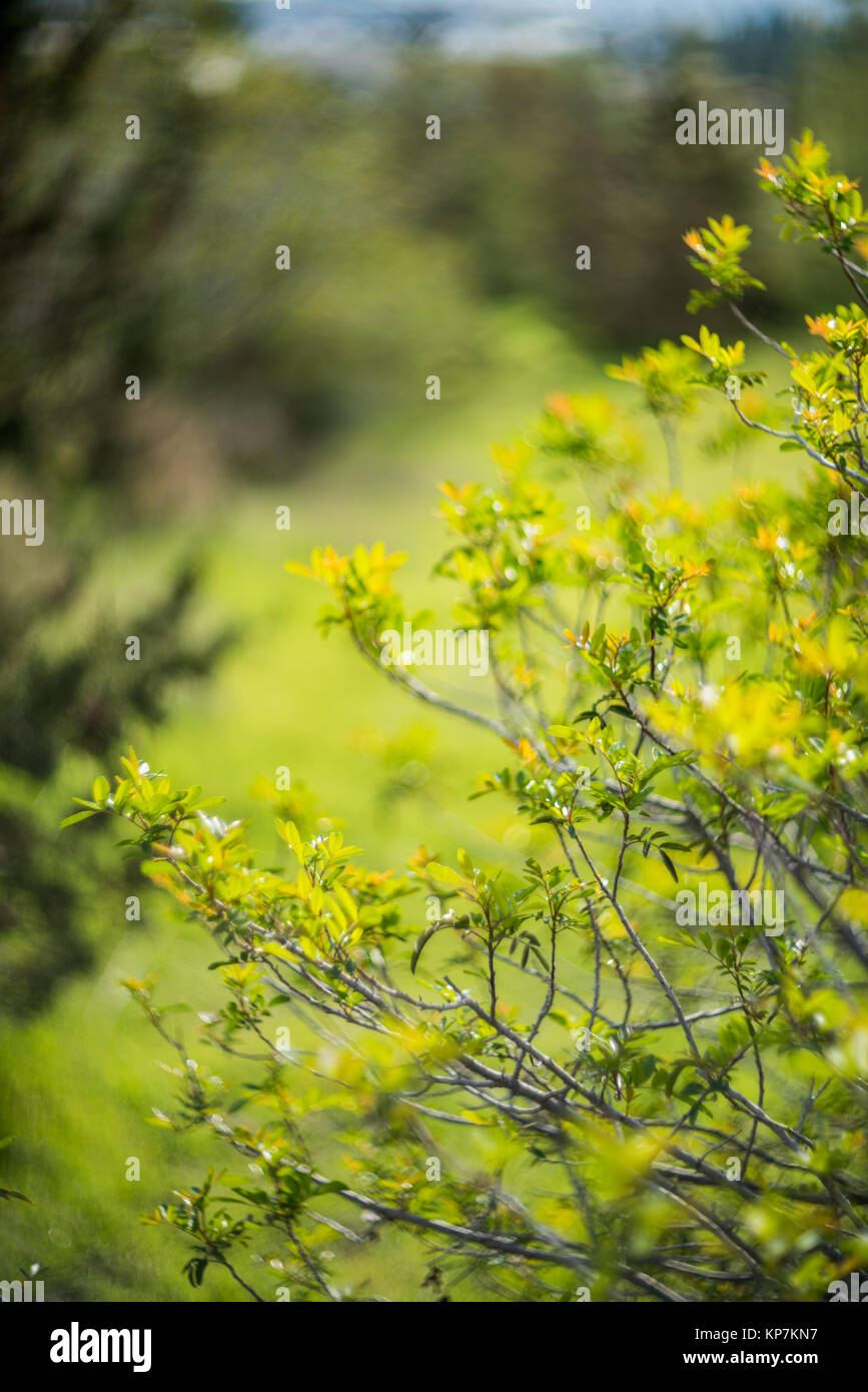 Green forest tree branches in sunlight Stock Photo - Alamy