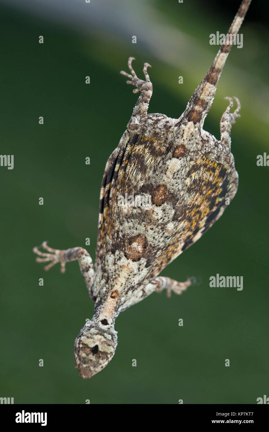Draco Volans High Resolution Stock Photography And Images Alamy