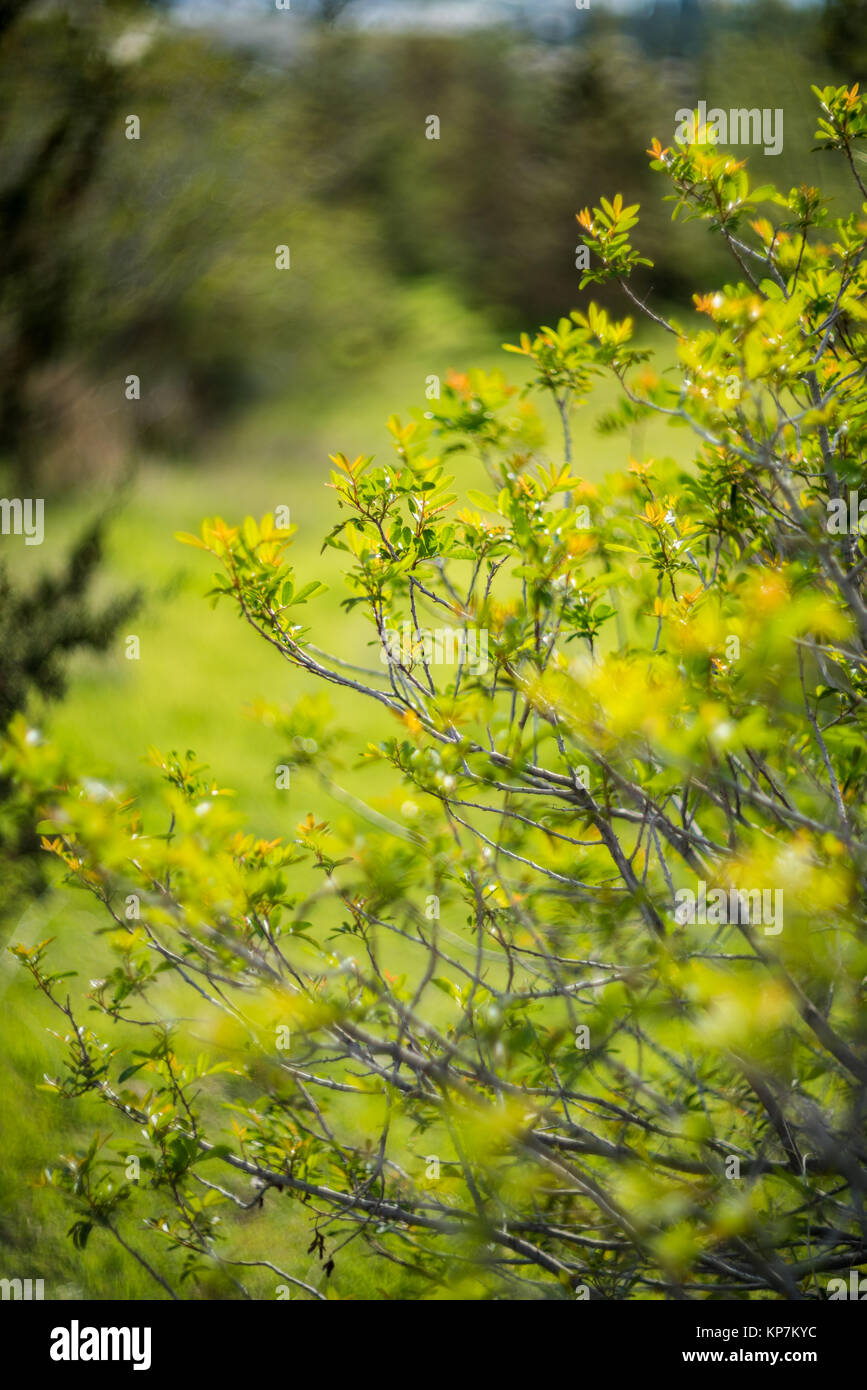 Green forest tree branches in sunlight Stock Photo - Alamy
