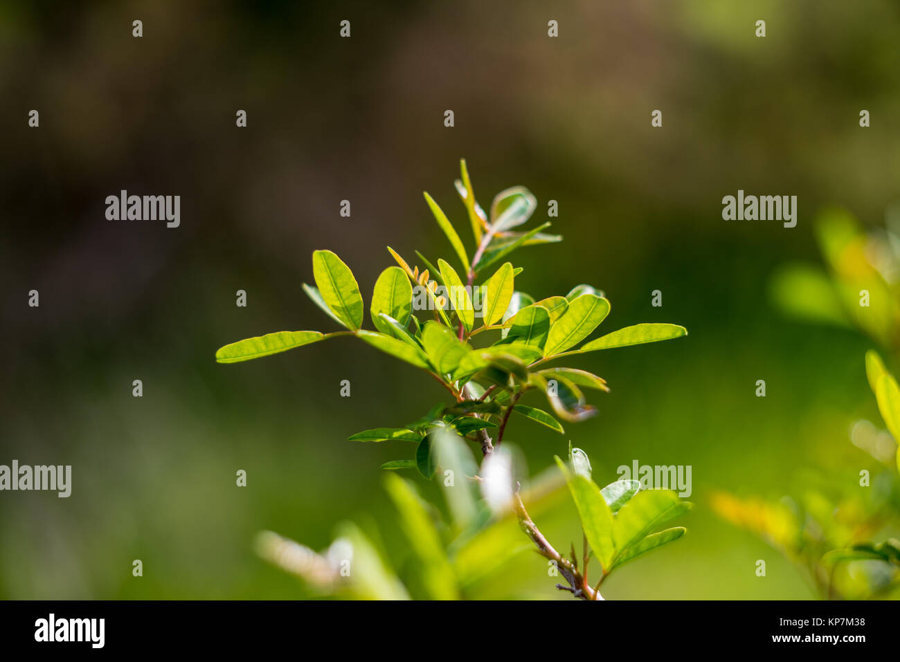 Green forest tree branches in sunlight Stock Photo - Alamy
