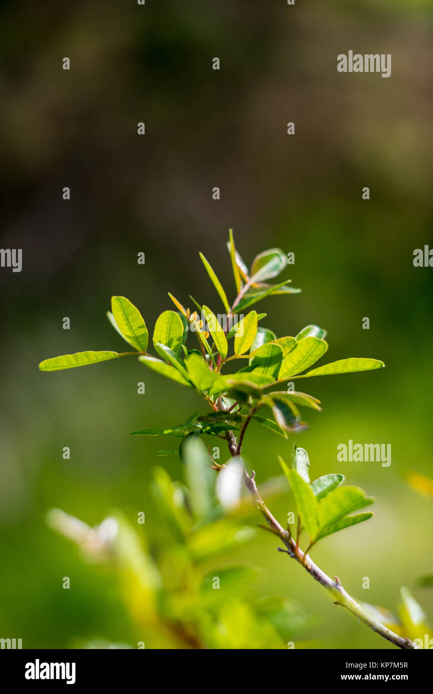 Green forest tree branches in sunlight Stock Photo - Alamy